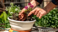 Florescem até às primeiras geadas: 5 plantas para a varanda que não exigem cuidados