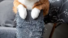 As sutilezas da psicologia felina: sabe por que é que os gatos arranham o papel de parede e os móveis?